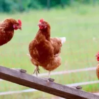 Lutter contre les poux rouges : comment s’y prendre ?