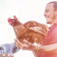 Comment introduire une nouvelle poule dans votre poulailler ?