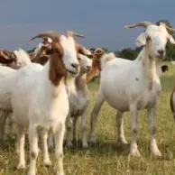 Quels sont les soins à apporter à vos chèvres et moutons en France et en Belgique ? Quels sont les soins à apporter à vos chèvres et moutons en France et en Belgique ?