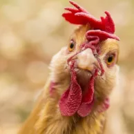 Les poux rouges vous connaissez ? On vous explique tout !