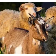 Quel est le menu idéal pour vos chèvres et moutons ? Quel est le menu idéal pour vos chèvres et moutons ?