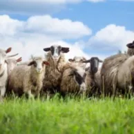 Comment garder vos moutons et chèvres en bonne santé cet hiver ? Comment garder vos moutons et chèvres en bonne santé cet hiver ?