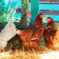 Comment protéger son poulailler des dangers ? Profitez de nos conseils avisés !