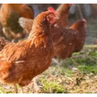 L’astuce pour des poules en bonne santé : les compléments alimentaires