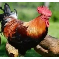 Un coq dans mon poulailler : bonne ou mauvaise idée ?