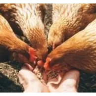 Comment nourrir correctement vos poules pondeuses ?