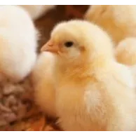 Des poussins dans le poulailler avec ou sans coq, c’est possible !