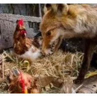 Conseils d’experts pour protéger votre poulailler