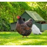 Les questions à se poser avant d’installer un poulailler dans son jardin