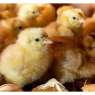 Comment couver des œufs de poule dans une couveuse ?