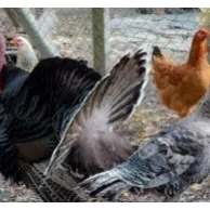 Comment se déroule la cohabitation entre les poules et les autres animaux domestiques ?