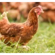 Les éléments indispensables pour des poules en bonne santé