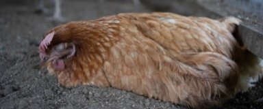 Astuces pour lutter contre les maladies et parasites des poules