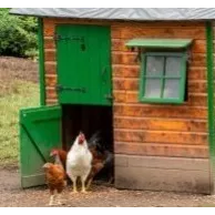 Choisissez le meilleur portier automatique pour vos poules ! 