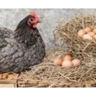 Quelle race de poules pondeuses choisir en Belgique ?
