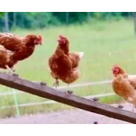 Picage chez les poules : comment réagir efficacement ?  