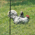 Filet poules-poulets non électrique double pointes : Longueur:25 mètres ( h 106 cm )