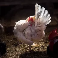 Comment bien nettoyer son poulailler en HPL ou en plastique ?