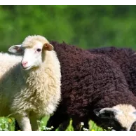 Quels animaux peuvent cohabiter avec des moutons ? Quels animaux peuvent cohabiter avec des moutons ?