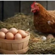 Où adopter des poules pondeuses et quel matériel prévoir ?