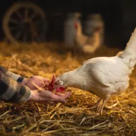 Les aliments à éviter absolument pour les poules