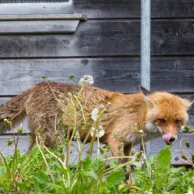 Quels dispositifs choisir pour faire fuir les nuisibles et protéger son poulailler ?