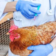 Un peu de prévention, les poules aussi ont besoin d’être vaccinées et vermifugées !