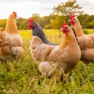 S’absenter une semaine sans crainte pour vos poules, c’est possible !
