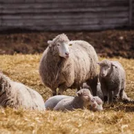 Découvrez notre service de location de tondeuses professionnelles pour vos moutons Découvrez notre service de location de tondeuses professionnelles pour vos moutons