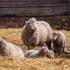 Découvrez notre service de location de tondeuses professionnelles pour vos moutons