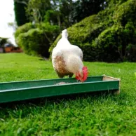 Comment calculer la taille adaptée pour l’abreuvoir et la mangeoire selon le nombre de poules ?