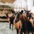 Top 10 des races de chèvres en Belgique et en France