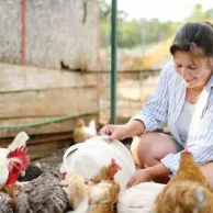 Le petit et moyen matériel de base pour un élevage de poules