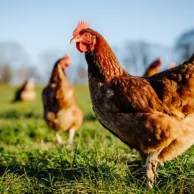 Empêcher le picage chez les poules grâce aux jouets et aux divertissements !