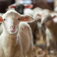 Les bonnes pratiques pour élever des moutons à la maison Les bonnes pratiques pour élever des moutons à la maison