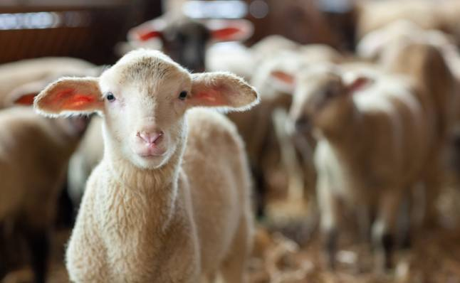 Moutons