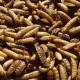 Aliment complémentaire à base de larves séchées Cripsy Worms