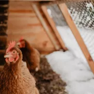 Quels sont les accessoires nécessaires pour prendre soin de ses poules en hiver ?