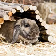 Starter pack pour élever des lapins de compagnie : quel équipement se procurer pour bien débuter ?