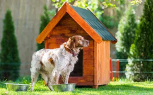 Comment choisir une niche adaptée pour son chien ?