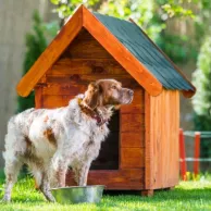 Comment choisir une niche adaptée pour son chien ?