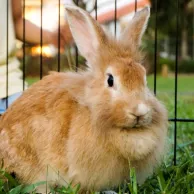 Quel enclos choisir pour un lapin domestique à l’extérieur ?