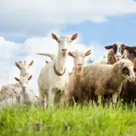 Choisir des clôtures adaptées pour les enclos des chèvres et des moutons lorsqu’on pratique la rotation des pâturages ? Choisir des clôtures adaptées pour les enclos des chèvres et des moutons lorsqu’on pratique la rotation des pâturages ?