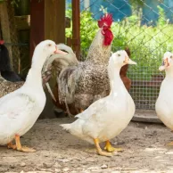 Quels équipements prévoir pour élever des canards et des poules ?