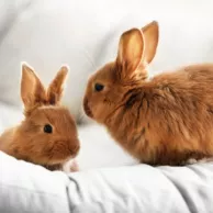 3 conseils pour accueillir plusieurs lapins chez soi avec succès