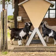 Comment concevoir un bon environnement pour vos chèvres et vos moutons dans votre jardin ? Comment concevoir un bon environnement pour vos chèvres et vos moutons dans votre jardin ?
