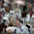Élevage de lapins : quelles races privilégier et quel matériel prévoir ?