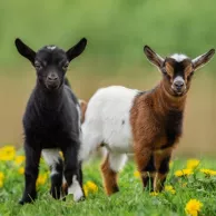 Quels sont les équipements indispensables pour élever des chèvres naines dans son jardin ? Quels sont les équipements indispensables pour élever des chèvres naines dans son jardin ?