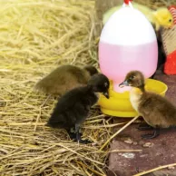 Choisir l’abreuvoir idéal pour l’élevage de vos canards et canetons Choisir l’abreuvoir idéal pour l’élevage de vos canards et canetons