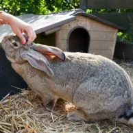 Avoir un lapin géant comme animal de compagnie : que faut-il prévoir ? Avoir un lapin géant comme animal de compagnie : que faut-il prévoir ?